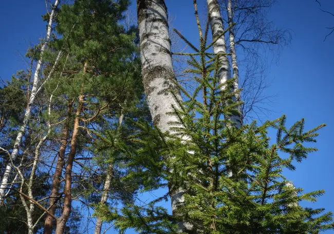 В Могилевской области ограничено посещение лесов