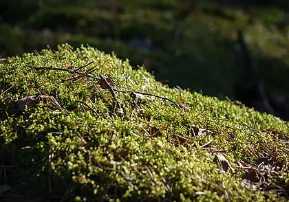 Во всех, кроме двух: в каких районах Могилевской области ограничено посещение лесов