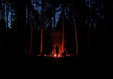 Запреты на посещение лесов введены во всех областях Беларуси