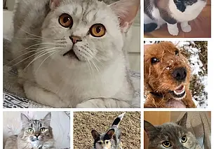 Маленькая Лиана, голубоглазая Симона и спаниель Адель: подборка бесплатных объявлений о тех, кому нужен дом