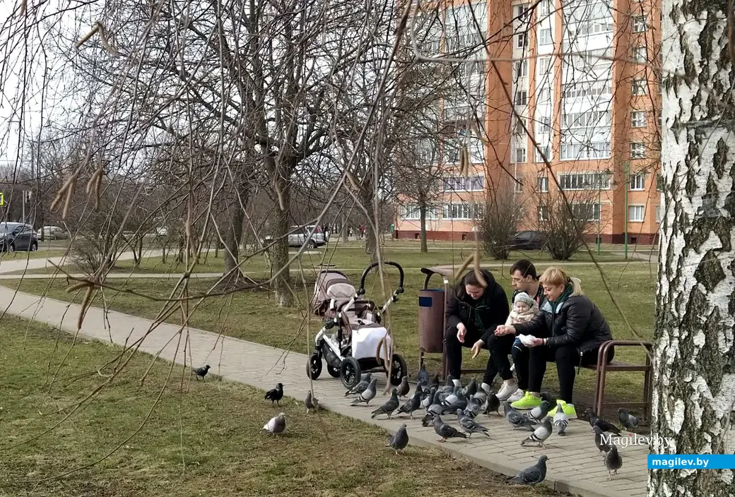 Весна – время пробуждения природы и сезонной аллергии. Один из самых опасных аллергенов в это время – пыльца цветущей березы.