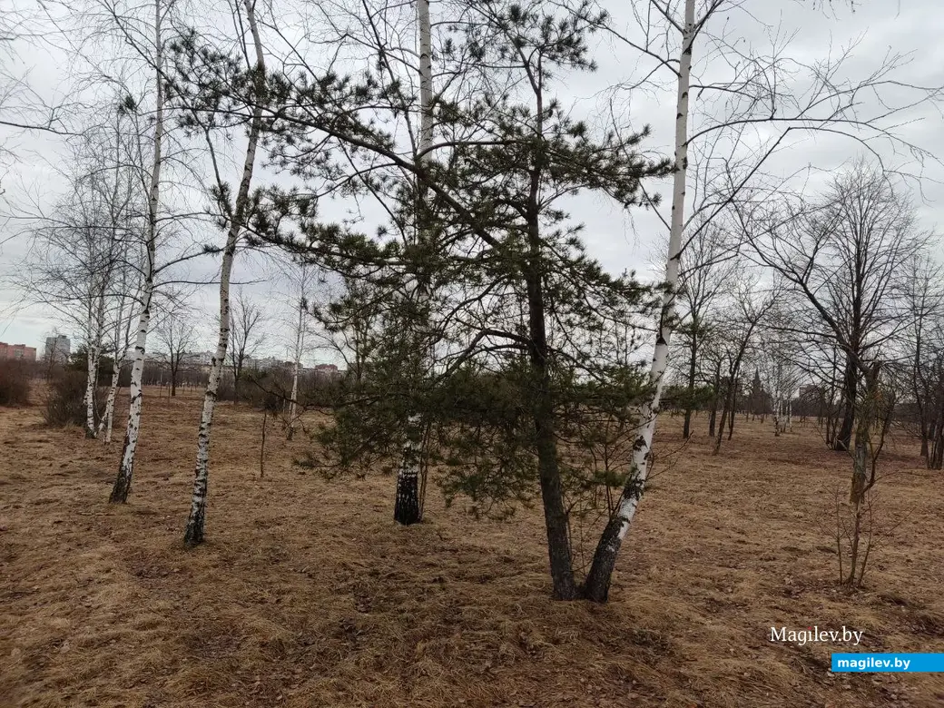 Последняя суббота марта в Могилеве. Парк у Святого озера. 25.03.2023 г.