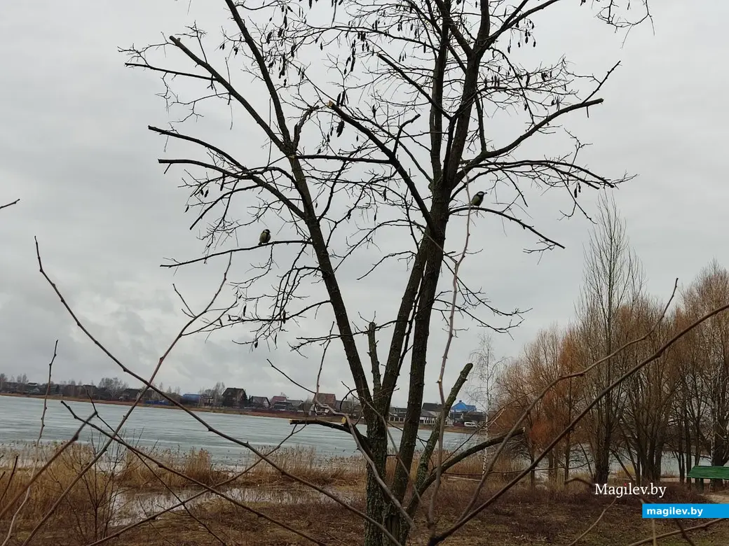 Синички радуются, что долгая холодная зима позади. Могилев, 25.03.2023 г.