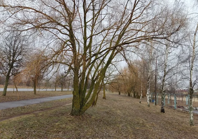 Малооблачно, сухо и до +11°Ϲ: погода в Могилеве 18 марта