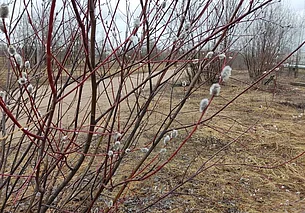 Без дождя и до 17 градусов тепла: погода в Могилеве 1 апреля