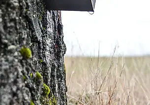 Могилевчанам рассказали, как и где можно собирать березовый и кленовый соки