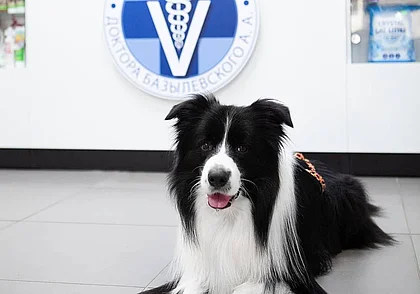 Собаку укусил клещ