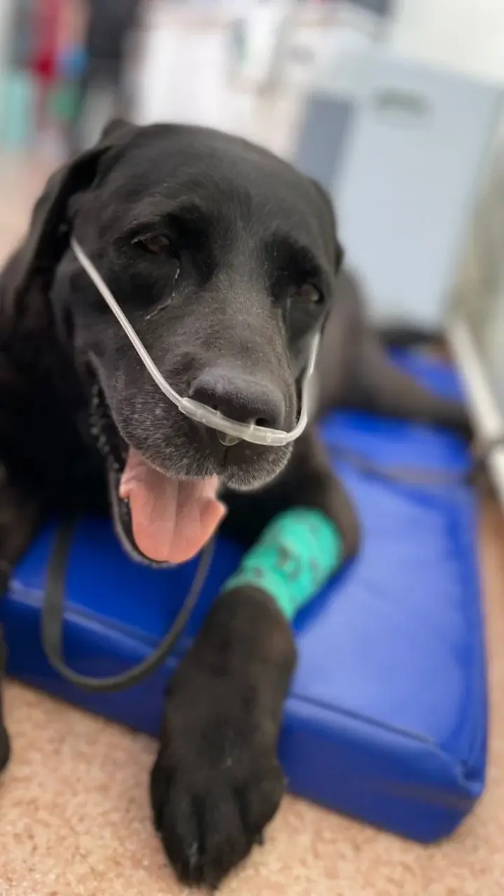 Если ваш любимец стал вялым и сонливым, , отказывается от еды – это уже повод бить тревогу