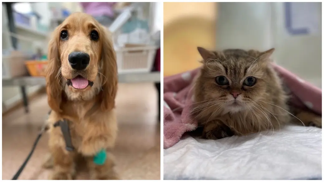 Только опытный ветеринар сможет грамотно определить конкретный вид заболевания и назначит подходящие препараты