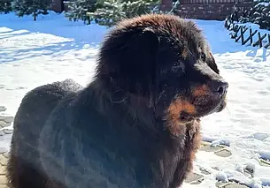 Мила, Серафима и миниатюрная Зая: подборка бесплатных объявлений о тех, кому нужен дом