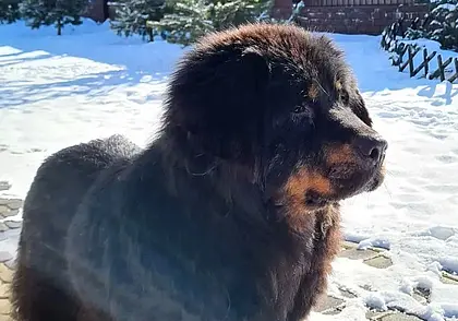 Мила, Серафима и миниатюрная Зая: подборка бесплатных объявлений о тех, кому нужен дом