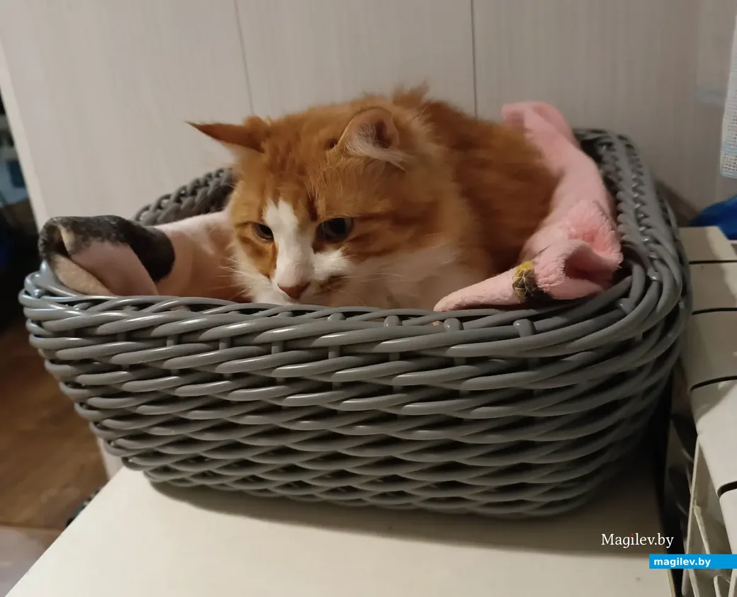 Лежанка для кота. Работы Татьяны Алейниковой, Бобруйск.