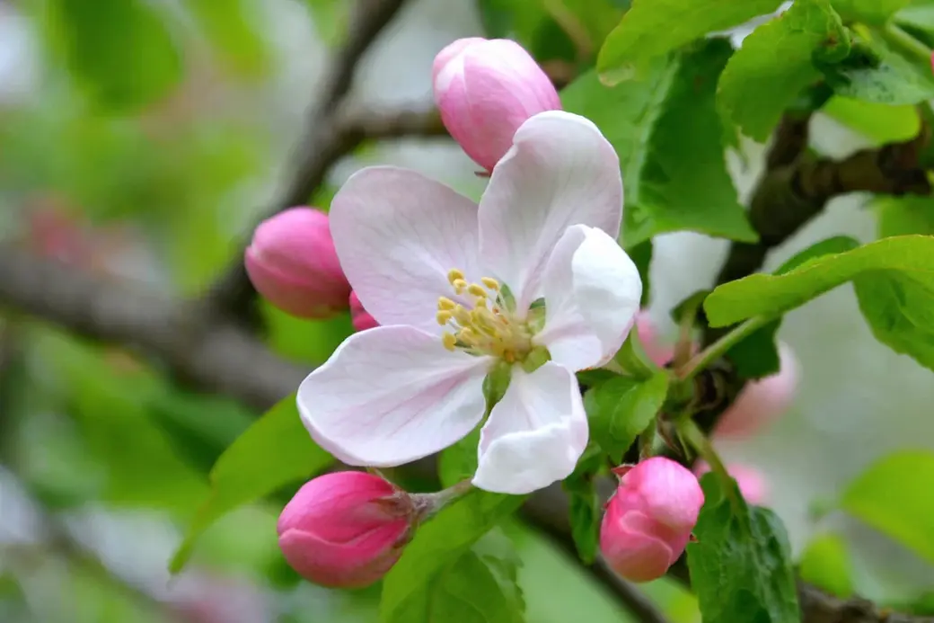 Фоторабота Николая Хотяинцева, вошедшая в состав выставочного проекта «Весны чарующая сила…».