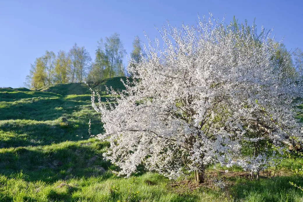 Фоторабота Николая Хотяинцева, вошедшая в состав выставочного проекта «Весны чарующая сила…».