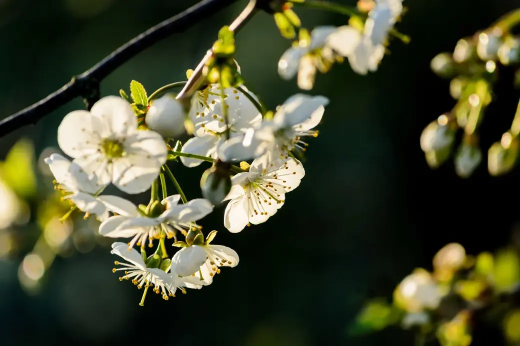 Фоторабота Николая Хотяинцева, вошедшая в состав выставочного проекта «Весны чарующая сила…».