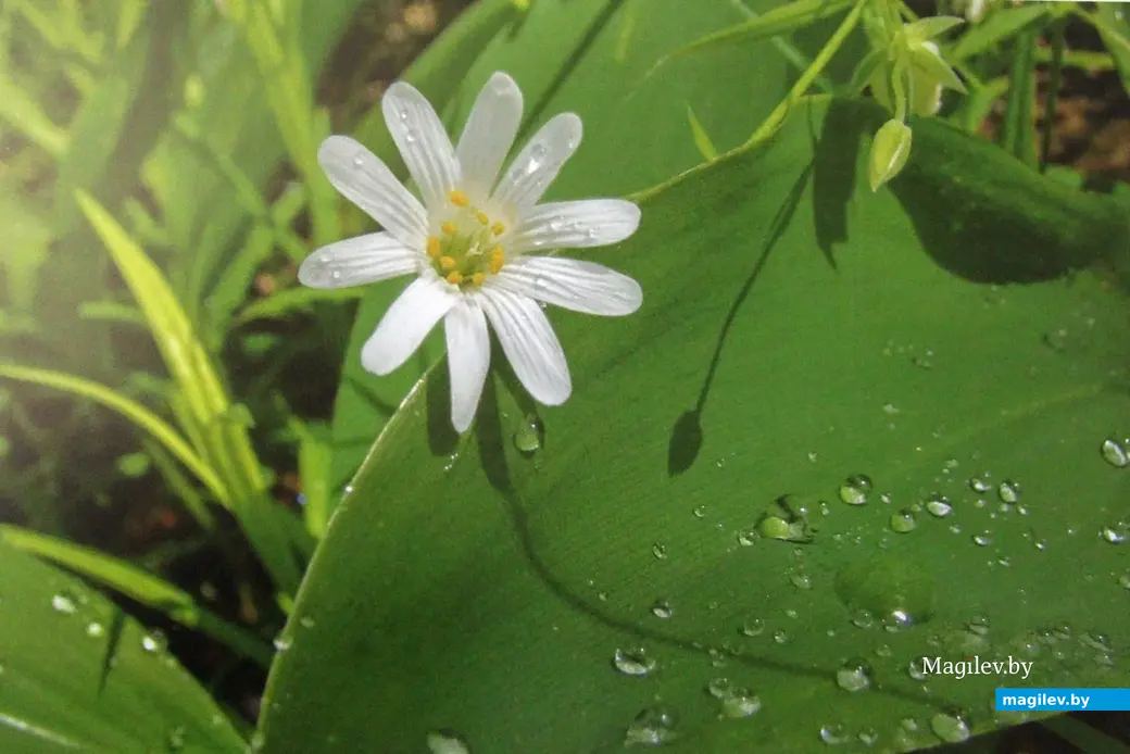 Выставка работ Николая Хотяинцева «Весны чарующая сила…» в Могилевском областном краеведческом музее. Могилев 31 марта 2023 года.