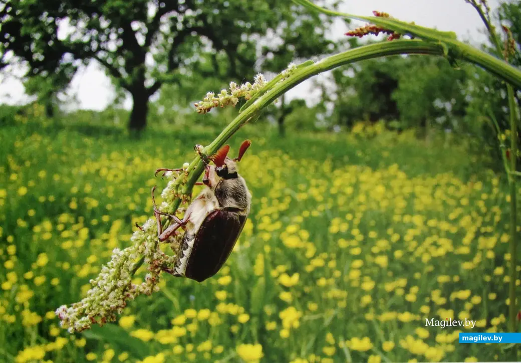 Выставка работ Николая Хотяинцева «Весны чарующая сила…» в Могилевском областном краеведческом музее. Могилев 31 марта 2023 года.