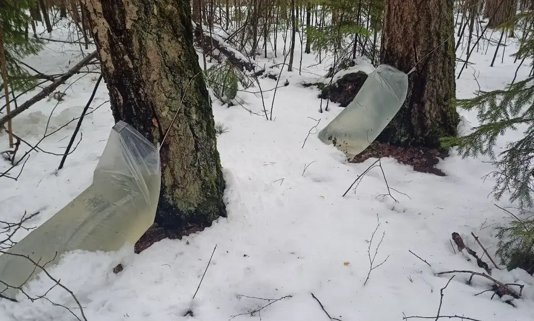 Пакеты у березок практически все заполнены доверху, потому не нужно бегать по лесу в поисках «трофеев».