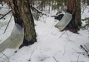 «Цены с прошлого года не изменились». Почем в Могилеве березовый сок и где купить?