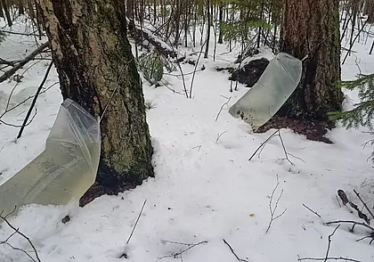 На Бобруйщине в разгаре сезон заготовки березового сока