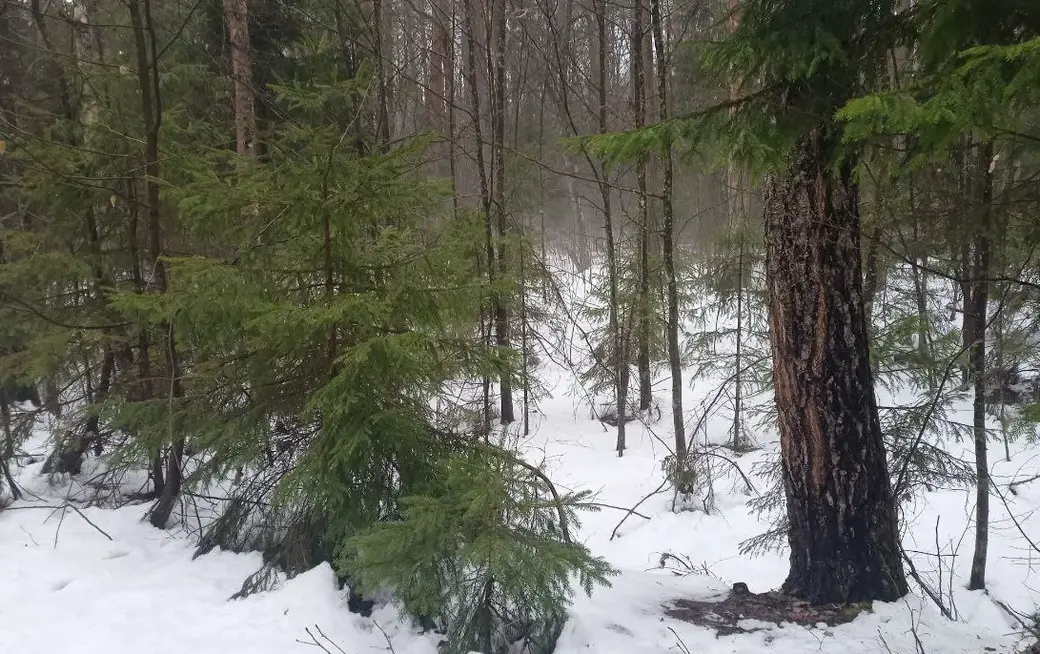 А в лесу еще зима.