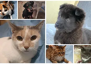 Матильда, Снежка и красавица Эля: подборка бесплатных объявлений о тех, кому нужен дом