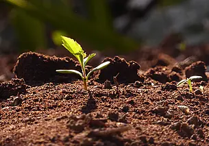 Проверяем кислотность почвы с помощью подручных материалов