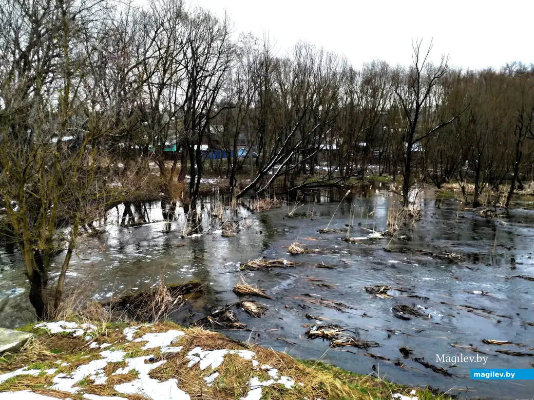 Дубровенка у Карабановки в весеннее половодье красива даже в смурную серую погоду. Что говорить о солнечных днях. Оазис природы практически в центре города. Могилев. 4