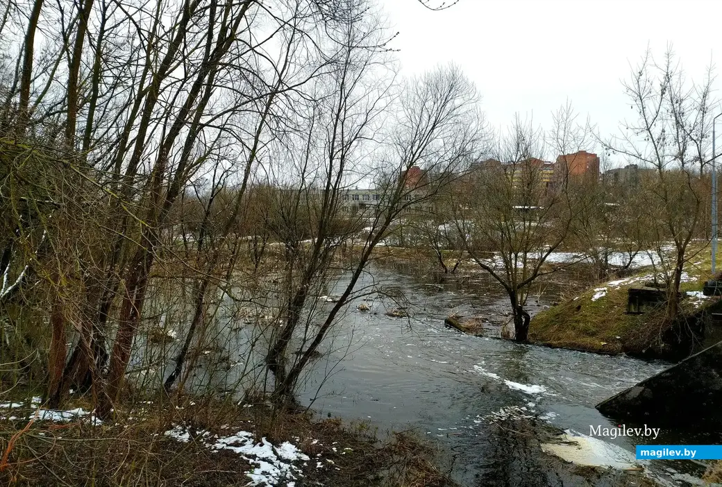 Дубровенка в результате обильных осадков стала полноводной и залила прибрежный лужок у Карабановки и деревья. Серое здание – местный детский сад. Могилев. 4 апреля 2023