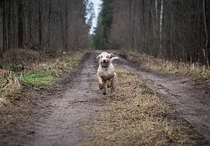 Что нужно делать, если ваша собака потерялась