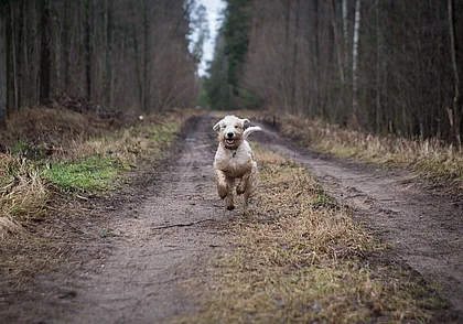 Что нужно делать, если ваша собака потерялась