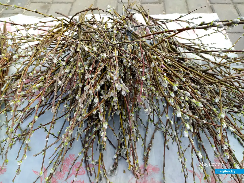 Вербное воскресенье. Храм Трех Святителей. Могилев. 9 апреля 2023 года.