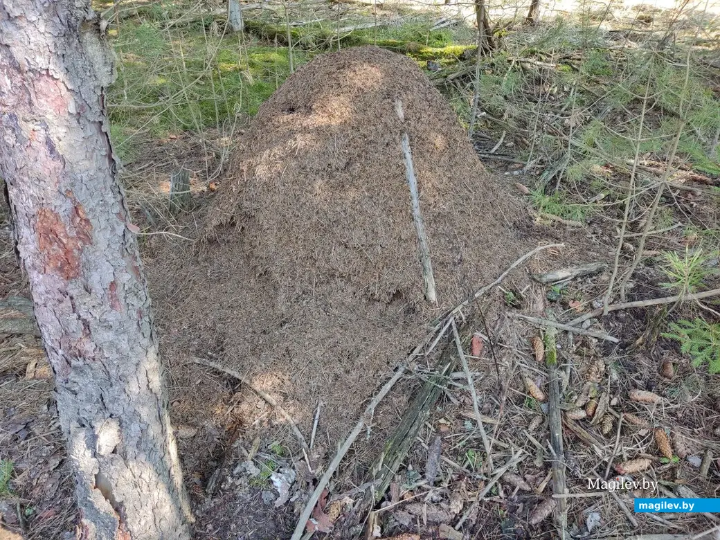 В лесах под Могилевом цветут подснежники и пробивается крапива. Могилевский район, 10.04.2023 г.