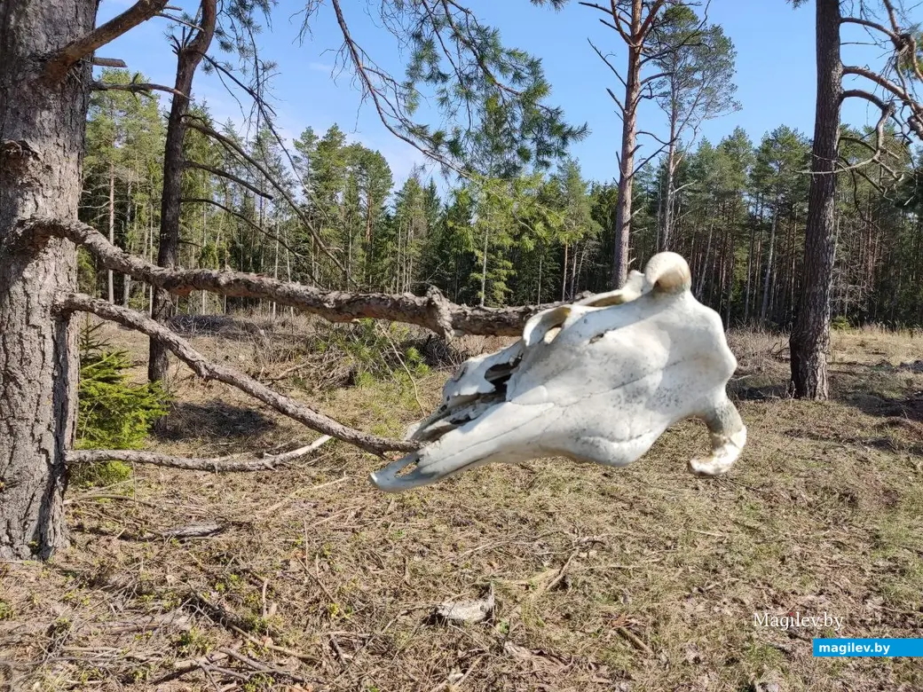 В лесах под Могилевом цветут подснежники и пробивается крапива. Могилевский район, 10.04.2023 г.