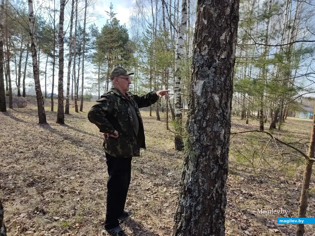 В лесах под Могилевом цветут подснежники и пробивается крапива. Могилевский район, 10.04.2023 г.