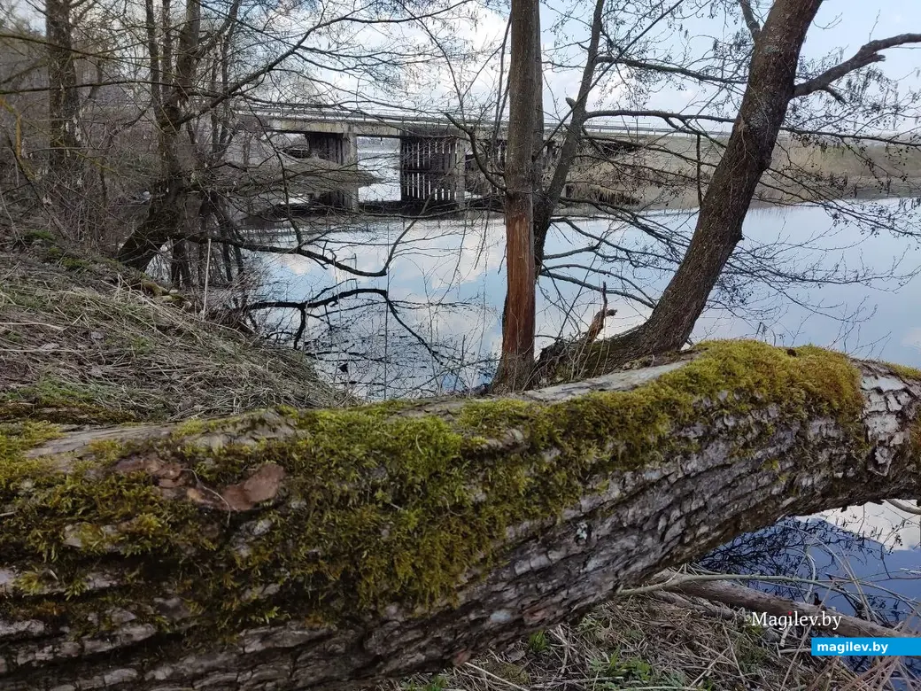 В лесах под Могилевом цветут подснежники и пробивается крапива. Могилевский район, 10.04.2023 г.