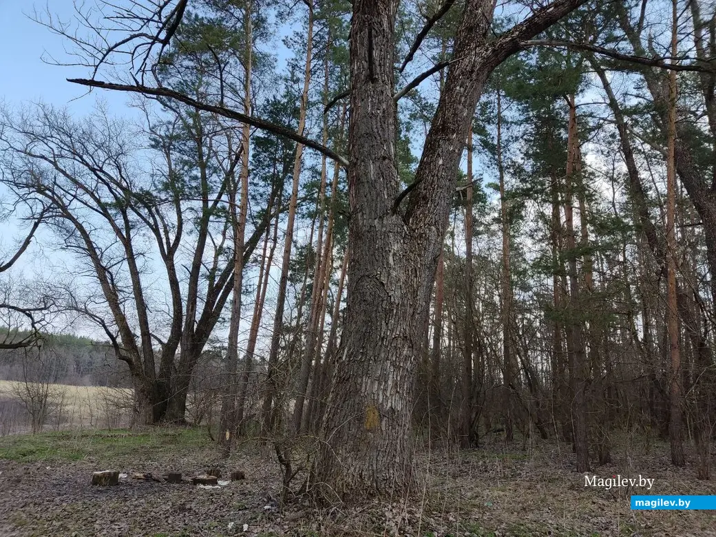 В лесах под Могилевом цветут подснежники и пробивается крапива. Могилевский район, 10.04.2023 г.