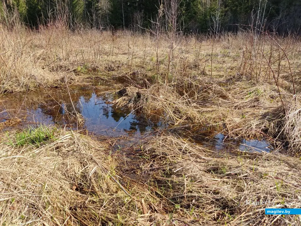 В лесах под Могилевом цветут подснежники и пробивается крапива. Могилевский район, 10.04.2023 г.