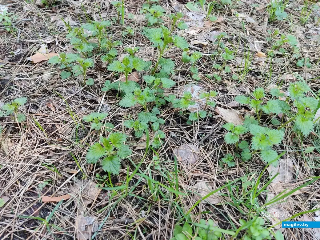 В лесах под Могилевом цветут подснежники и пробивается крапива. Могилевский район, 10.04.2023 г.