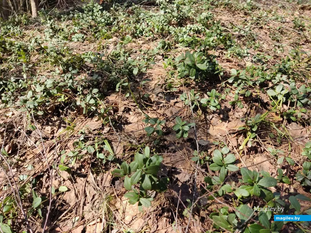 В лесах под Могилевом цветут подснежники и пробивается крапива. Могилевский район, 10.04.2023 г.