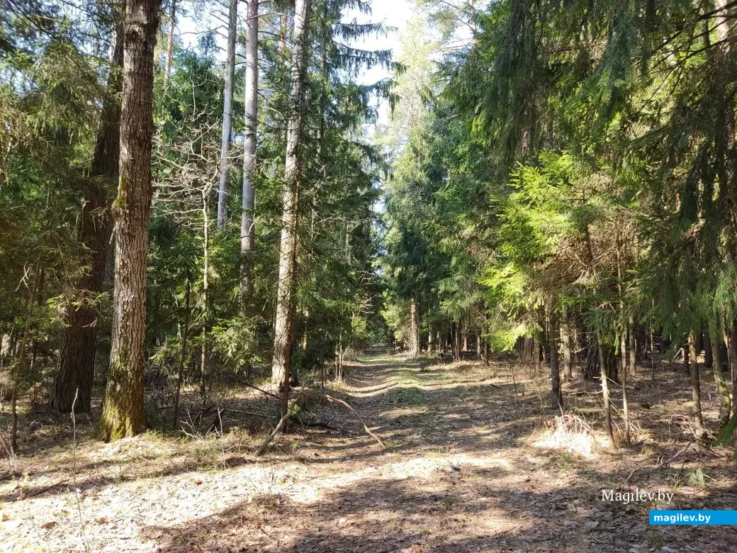В лесах под Могилевом цветут подснежники и пробивается крапива. Могилевский район, 10.04.2023 г.