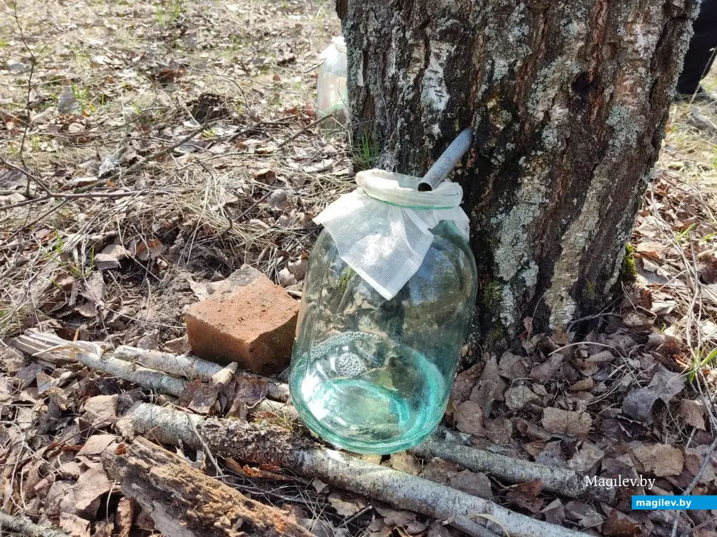 В лесах под Могилевом цветут подснежники и пробивается крапива. Могилевский район, 10.04.2023 г.