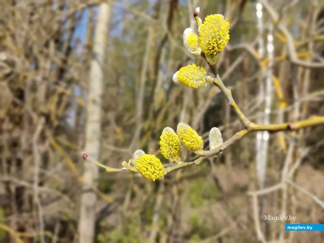 В лесах под Могилевом цветут подснежники и пробивается крапива. Могилевский район, 10.04.2023 г.