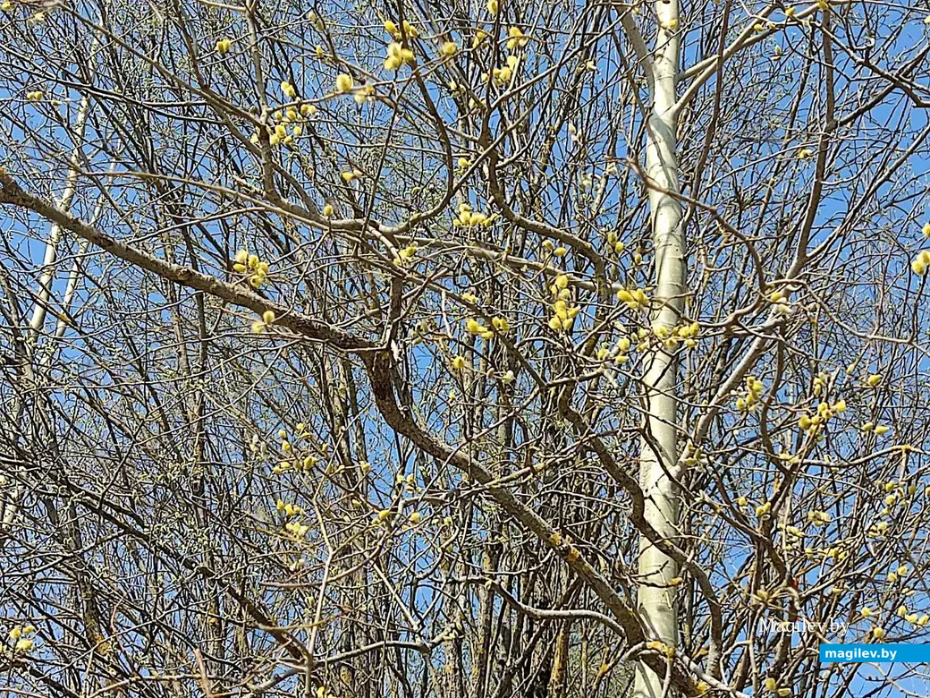 В лесах под Могилевом цветут подснежники и пробивается крапива. Могилевский район, 10.04.2023 г.