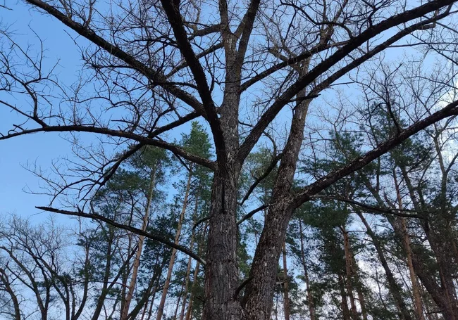 Порывистый ветер, до 7 градусов тепла: погода в Могилеве 4 марта