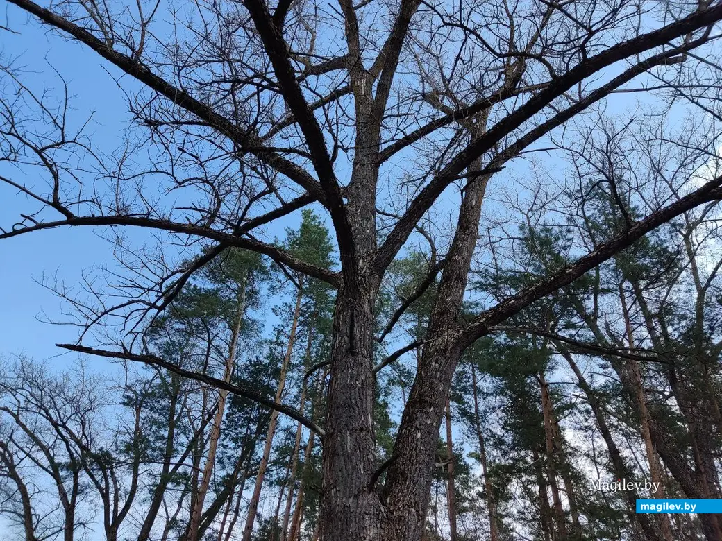 В лесах под Могилевом цветут подснежники и пробивается крапива. Могилевский район, 10.04.2023 г.