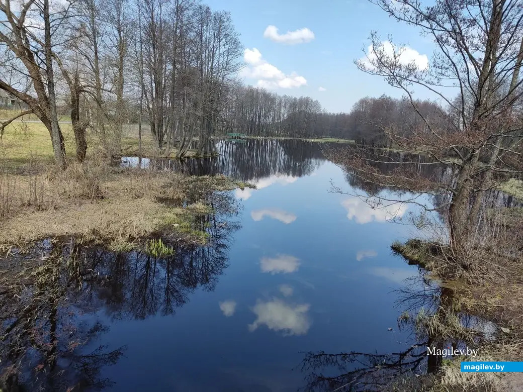 В лесах под Могилевом цветут подснежники и пробивается крапива. Могилевский район, 10.04.2023 г.