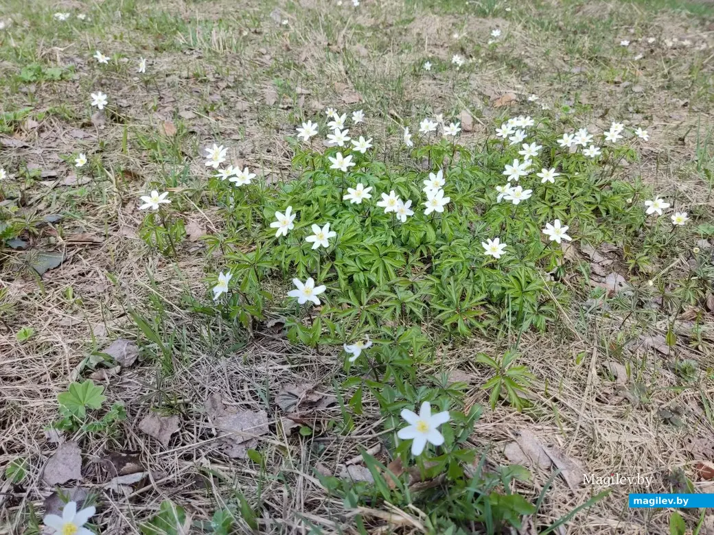 В лесах под Могилевом цветут подснежники и пробивается крапива. Могилевский район, 10.04.2023 г.