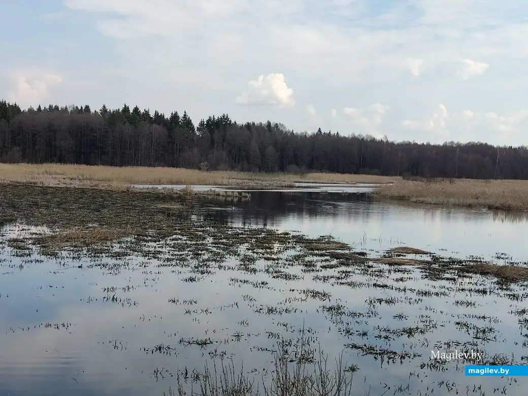 В лесах под Могилевом цветут подснежники и пробивается крапива. Могилевский район, 10.04.2023 г.
