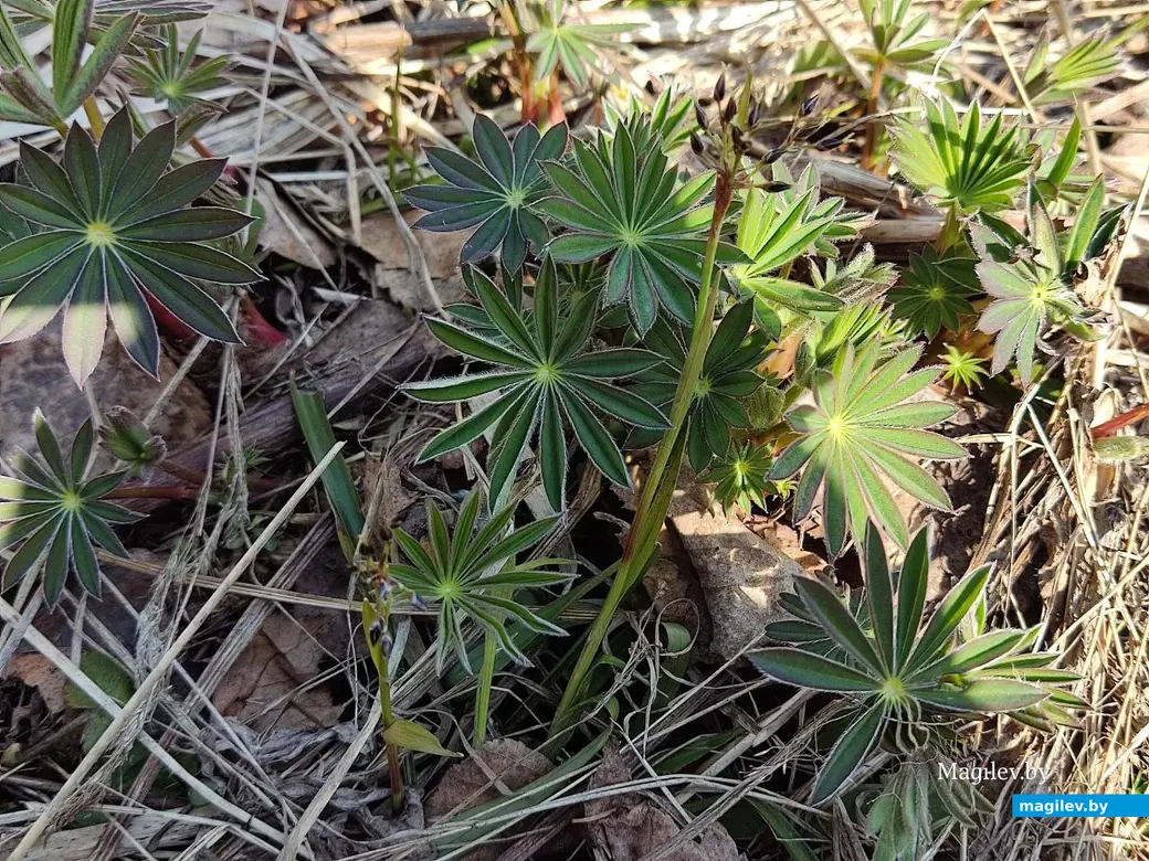 В лесах под Могилевом цветут подснежники и пробивается крапива. Могилевский район, 10.04.2023 г.